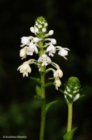 Calanthe triplicata (Willemet) Ames